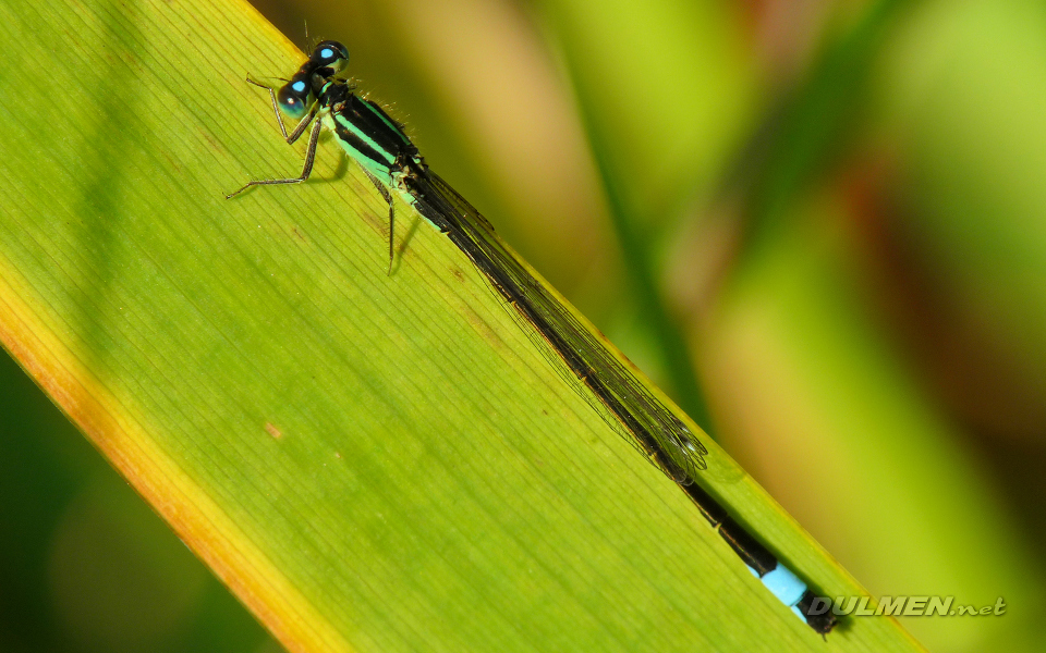 Common Bluetail (Male, Ischnura elegans)